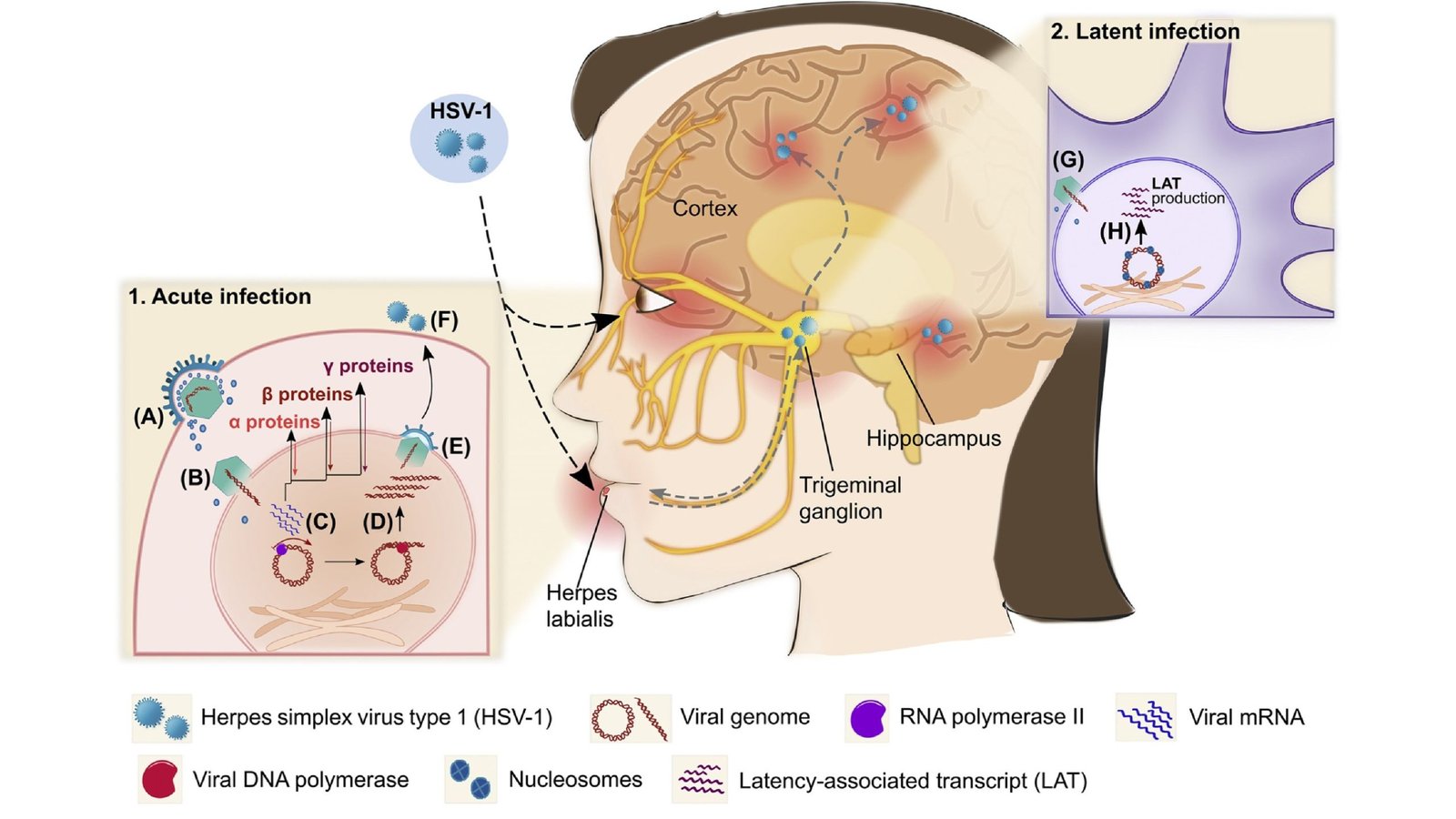 Herpes Simplex Virus Infections